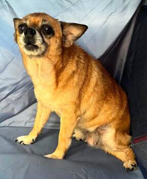 Labrador Retriever Dogs Available for Adoption - Estelle | PetCurious