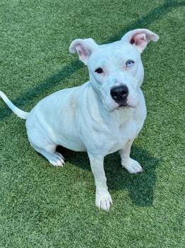 Rescue Mixed Breed Dogs for Adoption in Dallas, Texas - LAYLA | PetCurious