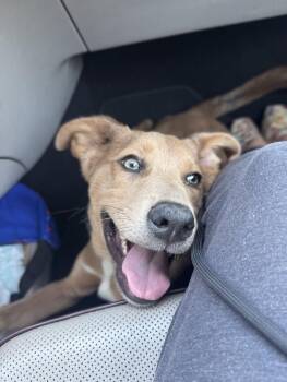 Rescue Mixed Breed Dogs for Adoption in Kenosha, Wisconsin - Felix | PetCurious