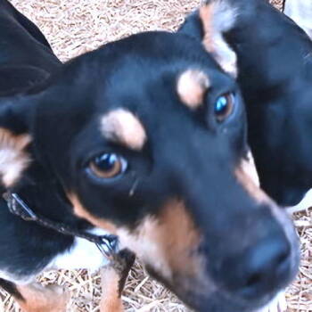 Rescue Smooth Fox Terrier Dogs for Adoption in Rutherfordton, North Carolina - Buckaroo | PetCurious