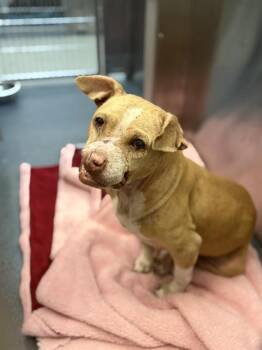 CHARLIE BALTIMORE -  Mixed Breed Dog for Adoption in Dallas, Texas - CHARLIE BALTIMORE | PetCurious