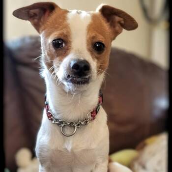Charlie -  Chihuahua and Jack Russell Terrier Dog for Adoption in Oroville, Washington - Charlie | PetCurious