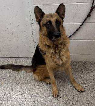 Delta -  German Shepherd Dog and Mixed Breed Dog for Adoption in Kansas City, Missouri - Delta | PetCurious