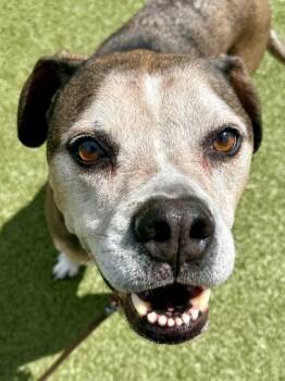Mixed Breed Dogs Available for Adoption in Wichita, Kansas - Hitch | PetCurious