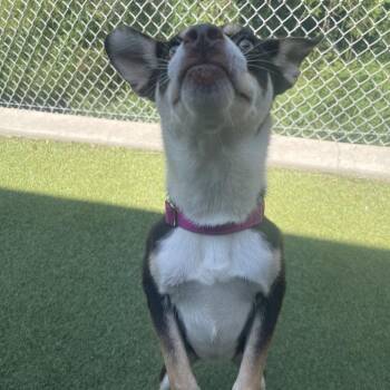 Jitterbug -  Mixed Breed Dog for Adoption in Galveston, Texas - Jitterbug | PetCurious