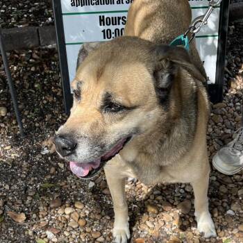 Bearis -  Mixed Breed and Boxer Dog for Adoption in Sarasota, Florida - Bearis | PetCurious