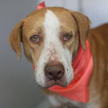 SCARLET -  Hound Dog for Adoption in San Antonio, Texas - SCARLET | PetCurious