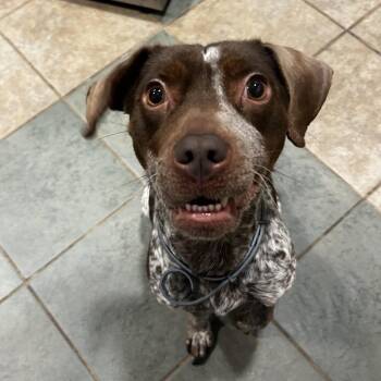 Biscoff Cookie -  Mixed Breed Dog for Adoption in Chattanooga, Tennessee - Biscoff Cookie | PetCurious
