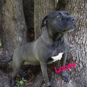 Lacey -  Mixed Breed Dog for Adoption in Palm Harbor, Florida - Lacey | PetCurious