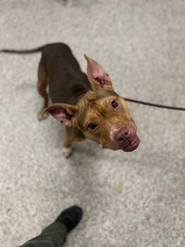 Terrier and Mixed Breed Dogs Available for Adoption - Froggy | PetCurious