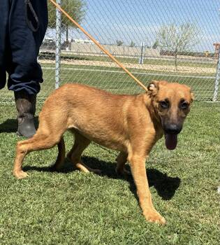 Annie -  German Shepherd Dog Dog for Adoption in Delano, California - Annie | PetCurious