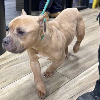 Pit Bull Terrier Dogs Available for Adoption - Luke | PetCurious