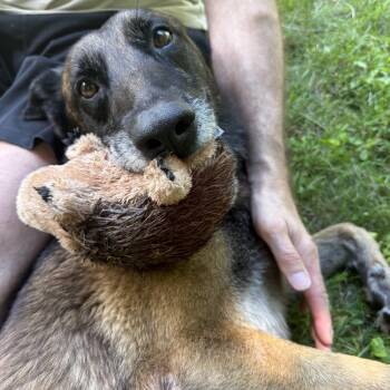 Kanan -  Belgian Shepherd Malinois Dog for Adoption in East Haddam, Connecticut - Kanan | PetCurious