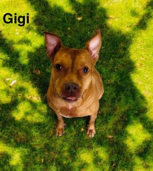 Rescue American Bully Dogs for Adoption in Eloise, Florida - Gigi | PetCurious