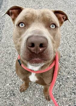 Ozzy -  Pit Bull Terrier Dog for Adoption in Dillsburg, Pennsylvania - Ozzy | PetCurious