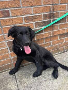 Dimitry -  Terrier Dog for Adoption in Candler, North Carolina - Dimitry | PetCurious