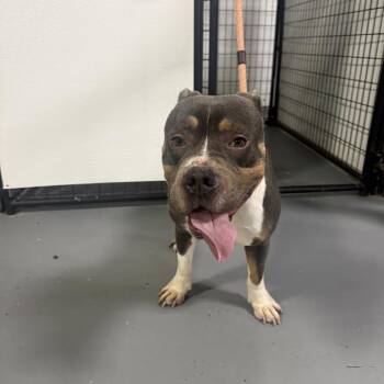 Adler -  Terrier Dog for Adoption in St. Louis, Missouri - Adler | PetCurious
