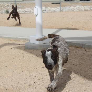 Cattle Dog and Pit Bull Terrier Dogs Available for Adoption in Yucca Valley, California - Alanis | PetCurious