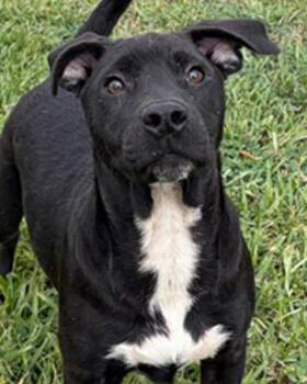 Labrador Retriever and Shar Pei Dogs Available for Adoption in Inez, Texas - Emery | PetCurious