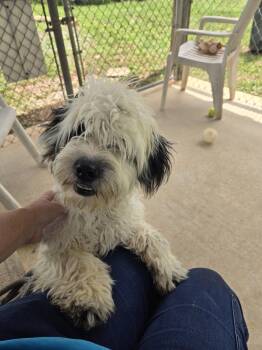 Gibbs - At shelter available 7/26 -  Poodle and Shih Tzu Dog for Adoption in Rustburg, Virginia - Gibbs - At Shelter Available 7/26 | PetCurious