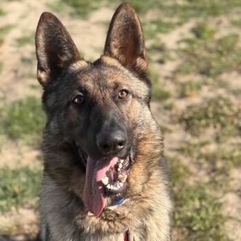 Barkley (26-268) -  German Shepherd Dog Dog for Adoption in New Ringgold, Pennsylvania - Barkley (26-268) | PetCurious
