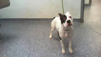 Pit Bull Terrier Dogs Available for Adoption in Charlotte, North Carolina - LEIA | PetCurious