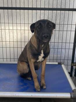 Tanya -  Belgian Shepherd Malinois Dog for Adoption in Victorville, California - Tanya | PetCurious
