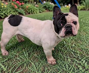 French Bulldog Dogs Available for Adoption in Memphis, Tennessee - Harvey | PetCurious