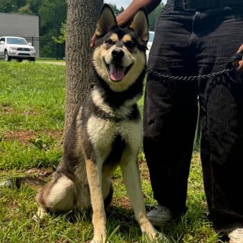 Kota -  Husky Dog for Adoption in Greensboro, North Carolina - Kota | PetCurious