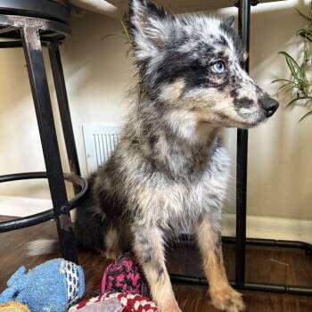 Pebble -  Pomeranian and Husky Dog for Adoption in Rochester, Minnesota - Pebble | PetCurious