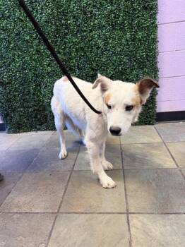 61565097 -  Mixed Breed Dog for Adoption in El Paso, Texas - 61565097 | PetCurious