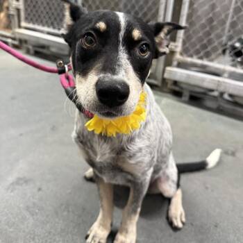 Seraphina -  Mixed Breed Dog for Adoption in Las Cruces, New Mexico - Seraphina | PetCurious