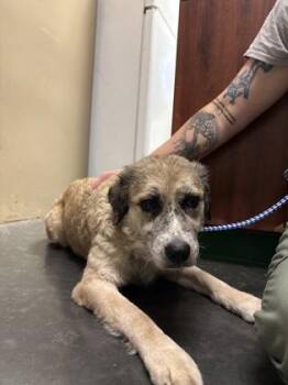 Rescue Terrier Dogs for Adoption in Springfield, Missouri - Lilly | PetCurious