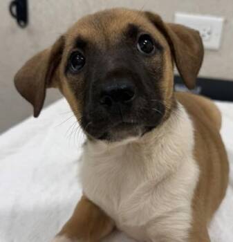 Chippy -  Mountain Cur and Mixed Breed Dog for Adoption in Honolulu, Hawaii - Chippy | PetCurious