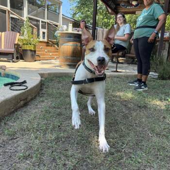 Memphis -  Shepherd and Terrier Dog for Adoption in Austin, Texas - Memphis | PetCurious