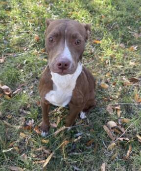 Rescue Pit Bull Terrier and Mixed Breed Dogs for Adoption in Knoxville, Tennessee - Fern | PetCurious
