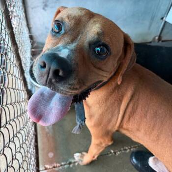 Huff -  Boxer and Mixed Breed Dog for Adoption in Edinburg, Texas - Huff | PetCurious