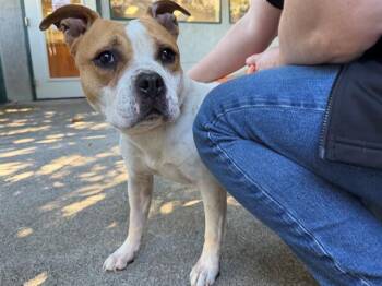 CAMILA -  Pit Bull Terrier Dog for Adoption in Santa Rosa, California - CAMILA | PetCurious