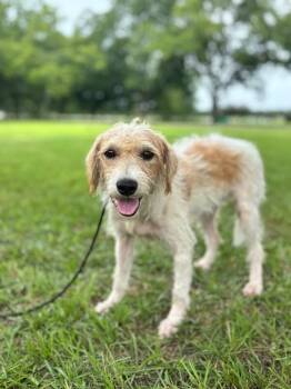 Dorito -  Wirehaired Terrier and Mixed Breed Dog for Adoption in Aiken, South Carolina - Dorito | PetCurious