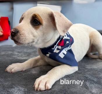 German Shepherd Dog and American Staffordshire Terrier Dogs Available for Adoption - Blarney | PetCurious