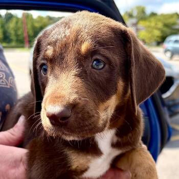Tilly -  Hound Dog for Adoption in Albany, New York - Tilly | PetCurious