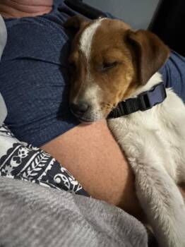 Shepherd and Cattle Dog Dogs Available for Adoption in Lafayette, Colorado - Theodore | PetCurious