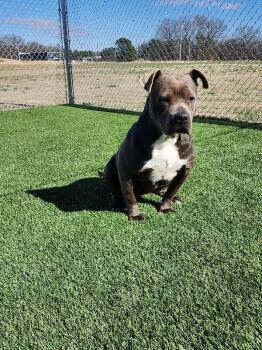 American Bulldog and Mixed Breed Dogs Available for Adoption - Baby | PetCurious