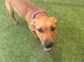 Atlas -  Terrier and Mixed Breed Dog for Adoption in Gainesville, Florida - Atlas | PetCurious