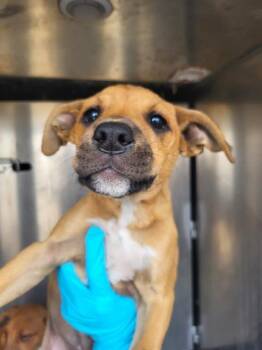 Terrier Dogs Available for Adoption in San Antonio, Texas - TABITHA | PetCurious