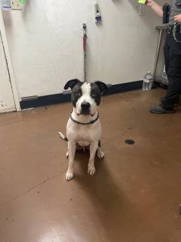 Bandit -  Pit Bull Terrier Dog for Adoption in Chico, California - Bandit | PetCurious