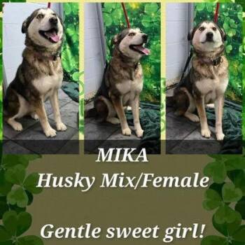 Siberian Husky Dogs Available for Adoption - Mika | PetCurious