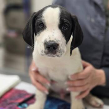 Hound and Mixed Breed Dogs Available for Adoption - Gilbert | PetCurious