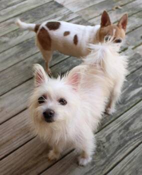 Mini Hufflepuff TX -  Terrier Dog for Adoption in Boonton, New Jersey - Mini Hufflepuff TX | PetCurious