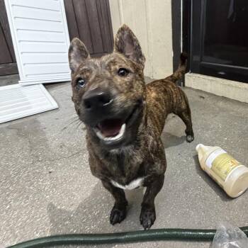 Mr. Peanut 6688 -  Husky and Mixed Breed Dog for Adoption in Loxahatchee Groves, Florida - Mr. Peanut 6688 | PetCurious